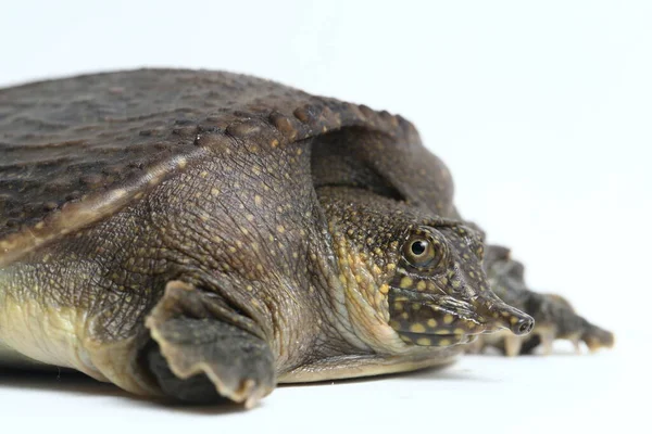 Weichschildkröte Oder Asiatische Weichschildkröte Amyda Cartilaginea Isoliert Auf Weißem Hintergrund — Stockfoto