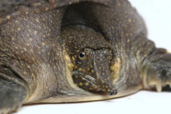 Weichschildkröte Oder Asiatische Weichschildkröte Amyda Cartilaginea Isoliert Auf Weißem Hintergrund — Stockfoto