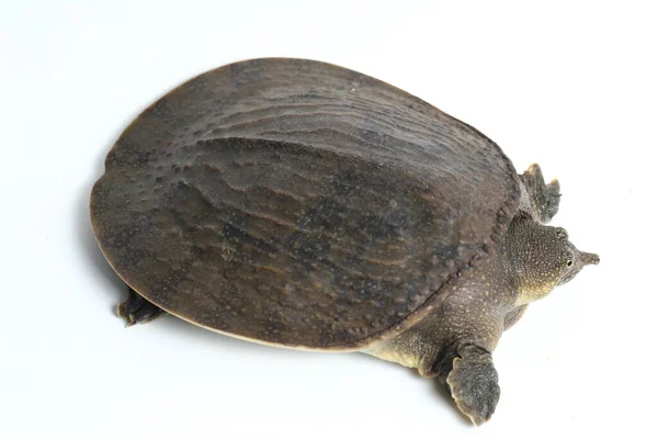 Genel Yumuşak Kabuklu Kaplumbağa Veya Asya Yumuşak Kabuklu Kaplumbağa Amyda — Stok fotoğraf