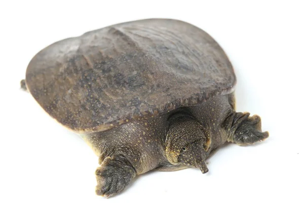 Gewone Softshell Schildpad Amyda Kartilaginea Geïsoleerd Witte Achtergrond — Stockfoto