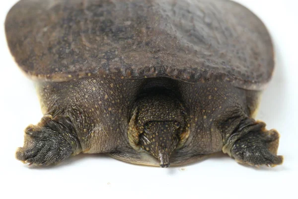 Weichschildkröte Oder Asiatische Weichschildkröte Amyda Cartilaginea Isoliert Auf Weißem Hintergrund — Stockfoto