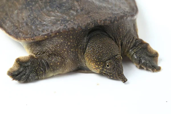 Common Softshell Turtle Asiatic Softshell Turtle Amyda Cartilaginea Isolated White — Stock Photo, Image