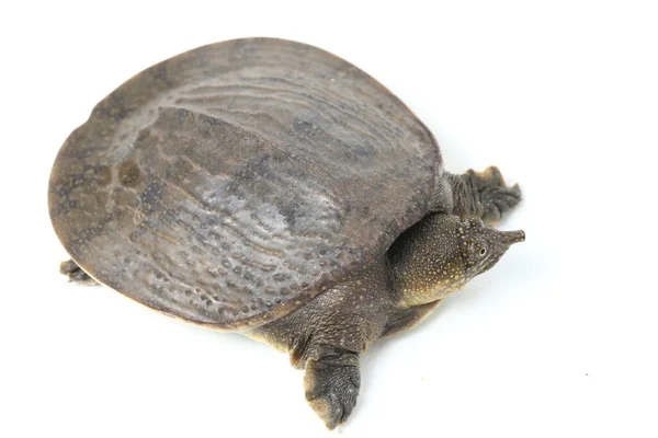 Common Softshell Turtle Asiatic Softshell Turtle Amyda Cartilaginea Isolated White — Stock Photo, Image