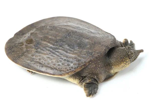 普通软壳龟或亚洲软壳龟 Amyda Cartilaginea 在白色背景下被隔离 — 图库照片