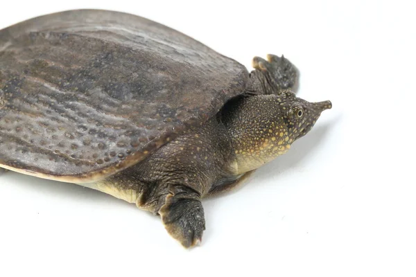 Gewone Softshell Schildpad Amyda Kartilaginea Geïsoleerd Witte Achtergrond — Stockfoto