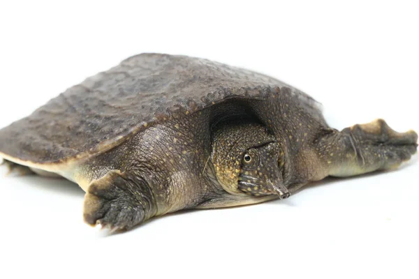 Vanlig Softshell Sköldpadda Eller Asiatiska Softshell Sköldpadda Amyda Brotilaginea Isolerad — Stockfoto