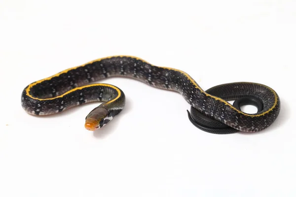 金银花蛇 Coelognathus Flavolineatus 是一种产于东南亚的金银花蛇 在白色背景下隔离 — 图库照片