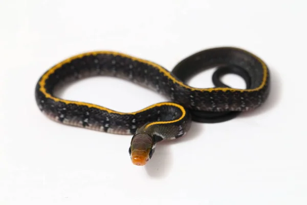 Coelognathus Flavolineatus Una Especie Serpiente Familia Colubrid Sudeste Asiático Aislado —  Fotos de Stock