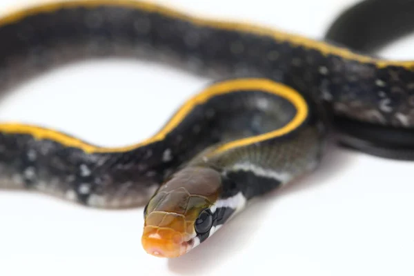 Coelognathus Flavolineatus Una Especie Serpiente Familia Colubrid Sudeste Asiático Aislado — Foto de Stock