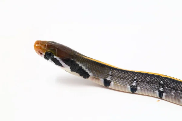 黒銅のネズミヘビ 黒銅のネズミ または黄色の縞模様のヘビ 英語版 Coelognathus Flavolineatus は東南アジアで発見されたコロブリッドヘビの一種である 白い背景に隔離され — ストック写真