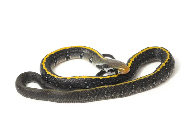 Coelognathus Flavolineatus Black Copper Rat Snake Yellow Striped Snake Species — Stock Photo, Image