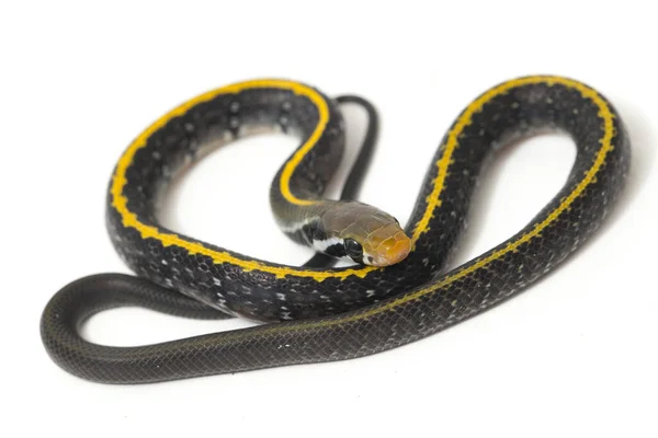 Coelognathus Flavolineatus Uma Espécie Serpente Gênero Coelognathus Pertencente Família Colubridae — Fotografia de Stock