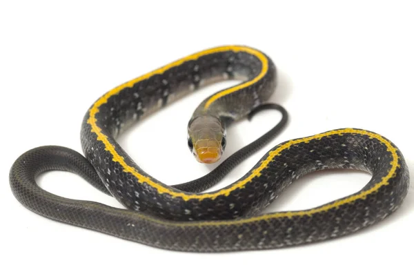 Coelognathus Flavolineatus Serpente Ratto Nero Serpente Strisce Gialle Una Specie — Foto Stock