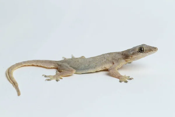 Asian House Lizard Hemidactylus Common Gecko Isolated White Background Stock Picture