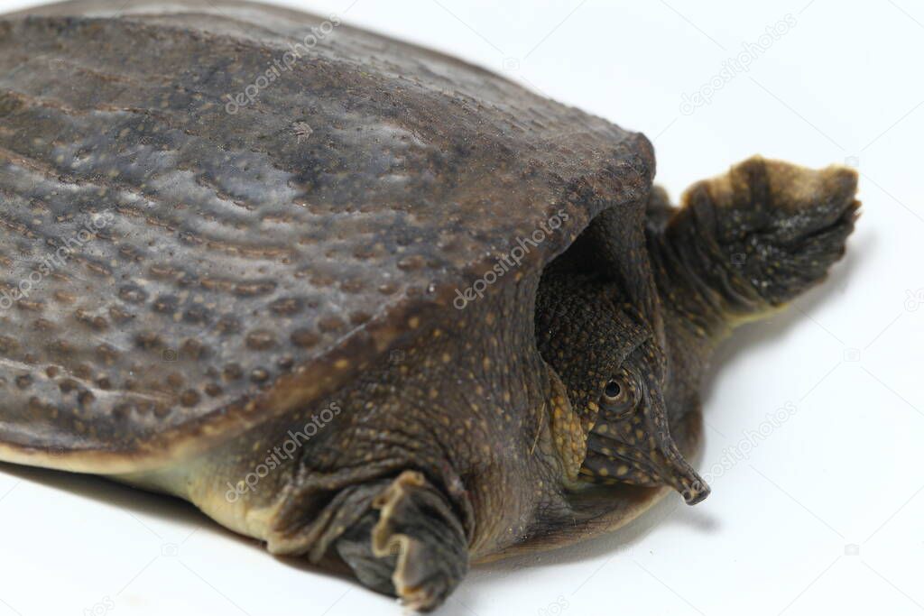Common softshell turtle or asiatic softshell turtle (Amyda cartilaginea) isolated on white background