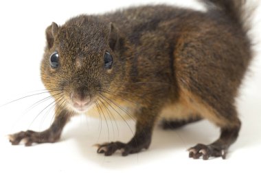 Üç çizgili sincap (Lariscus insignis), Sciuridae familyasından bir kemirgen türüdür. Endonezya, Malezya ve Tayland 'da bulunur. beyaz arkaplanda izole