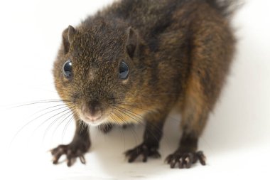 Üç çizgili sincap (Lariscus insignis), Sciuridae familyasından bir kemirgen türüdür. Endonezya, Malezya ve Tayland 'da bulunur. beyaz arkaplanda izole