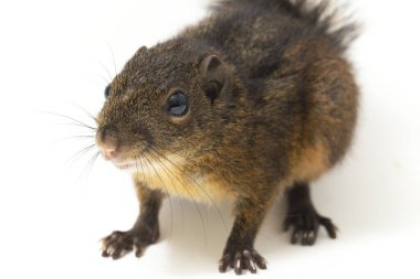 Üç çizgili sincap (Lariscus insignis), Sciuridae familyasından bir kemirgen türüdür. Endonezya, Malezya ve Tayland 'da bulunur. beyaz arkaplanda izole