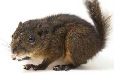 Üç çizgili sincap (Lariscus insignis), Sciuridae familyasından bir kemirgen türüdür. Endonezya, Malezya ve Tayland 'da bulunur. beyaz arkaplanda izole