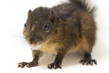 Üç çizgili sincap (Lariscus insignis), Sciuridae familyasından bir kemirgen türüdür. Endonezya, Malezya ve Tayland 'da bulunur. beyaz arkaplanda izole