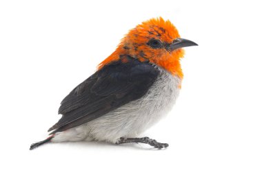 Kırmızı başlı çiçek gagalı (