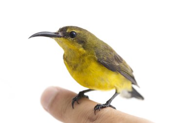 Zeytin sırtı güneş kuşu- Cinnyris jugularis, aynı zamanda sarı göbekli güneş kuşu olarak da bilinir, beyaz arka planda izole edilmiştir.