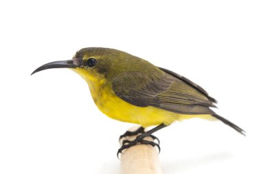 Zeytin sırtı güneş kuşu- Cinnyris jugularis, aynı zamanda sarı göbekli güneş kuşu olarak da bilinir, beyaz arka planda izole edilmiştir.