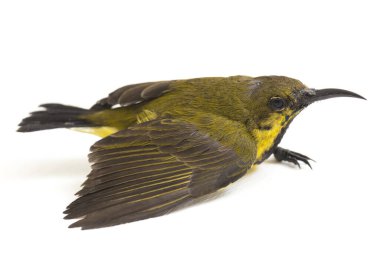 Zeytin sırtı güneş kuşu- Cinnyris jugularis, aynı zamanda sarı göbekli güneş kuşu olarak da bilinir, beyaz arka planda izole edilmiştir.