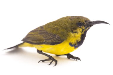 Zeytin sırtı güneş kuşu- Cinnyris jugularis, aynı zamanda sarı göbekli güneş kuşu olarak da bilinir, beyaz arka planda izole edilmiştir.