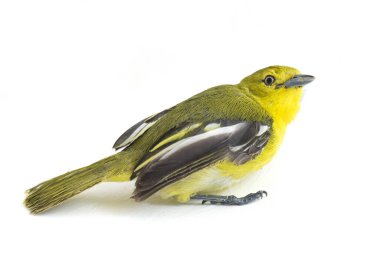 Beyaz arka planda izole edilmiş genel iora (Aegithina tiphia)