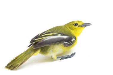 Beyaz arka planda izole edilmiş genel iora (Aegithina tiphia)