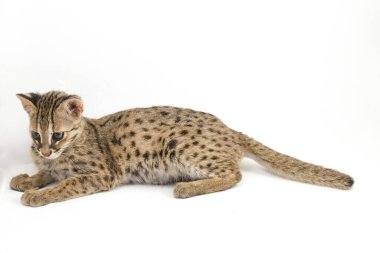 Asyalı leopar kedi veya Sunda leopar kedisi (Prionailurus bengalensis javanensis) beyaz arka planda izole edilmiştir.