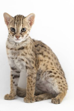 Asyalı leopar kedi veya Sunda leopar kedisi (Prionailurus bengalensis javanensis) beyaz arka planda izole edilmiştir.