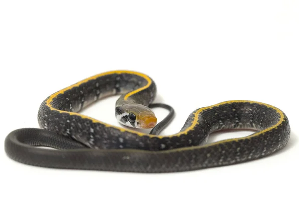 Coelognathus Flavolineatus Fekete Réz Patkány Kígyó Vagy Sárga Csíkos Kígyó — Stock Fotó