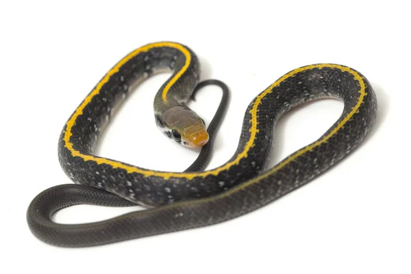 Coelognathus Flavolineatus Una Especie Serpiente Familia Colubrid Sudeste Asiático Aislado — Foto de Stock