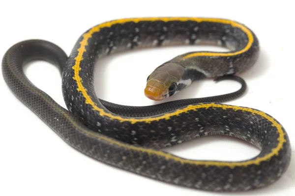 Coelognathus Flavolineatus Serpente Ratto Nero Serpente Strisce Gialle Una Specie — Foto Stock