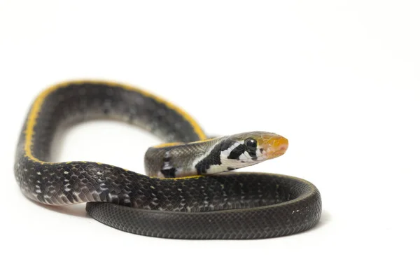 Coelognathus Flavolineatus Uma Espécie Serpente Gênero Coelognathus Pertencente Família Colubridae — Fotografia de Stock