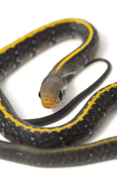 Coelognathus Flavolineatus Die Schwarze Kupferrattennatter Oder Gelb Gestreifte Schlange Ist — Stockfoto