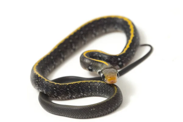 Coelognathus Flavolineatus Serpente Ratto Nero Serpente Strisce Gialle Una Specie — Foto Stock