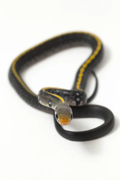 Coelognathus Flavolineatus Uma Espécie Serpente Gênero Coelognathus Pertencente Família Colubridae — Fotografia de Stock