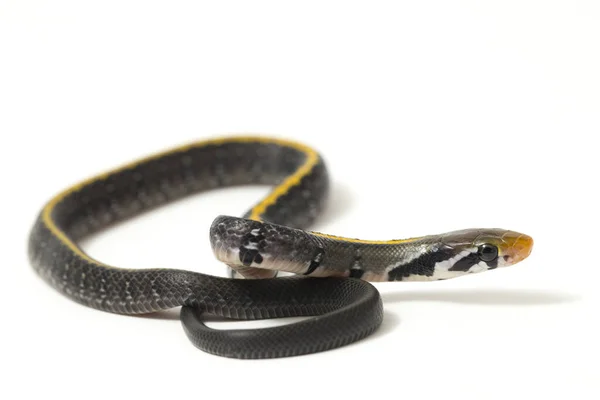 黒銅のネズミヘビ 黒銅のネズミ または黄色の縞模様のヘビ 英語版 Coelognathus Flavolineatus は東南アジアで発見されたコロブリッドヘビの一種である 白い背景に隔離され — ストック写真