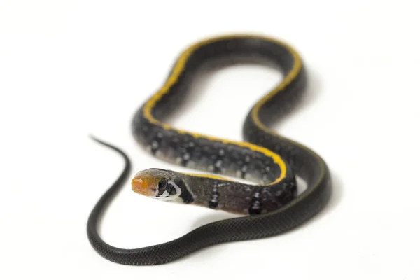 Coelognathus Flavolineatus Serpente Ratto Nero Serpente Strisce Gialle Una Specie — Foto Stock