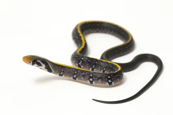 Coelognathus Flavolineatus Est Une Espèce Serpents Colubridés Asie Sud Est — Photo