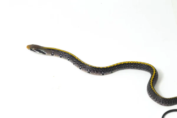 Coelognathus Flavolineatus Serpente Ratto Nero Serpente Strisce Gialle Una Specie — Foto Stock