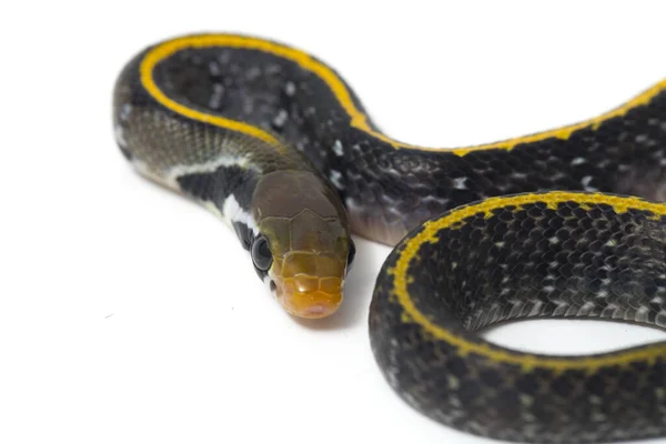 Coelognathus Flavolineatus Чорна Мідна Щуряча Змія Або Жовта Смугаста Змія — стокове фото