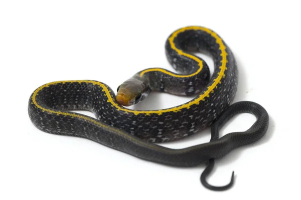 Coelognathus Flavolineatus Serpente Ratto Nero Serpente Strisce Gialle Una Specie — Foto Stock