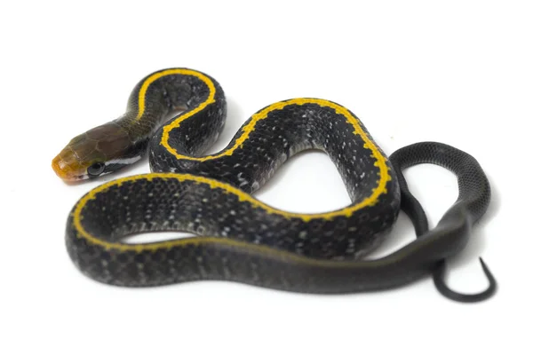 Coelognathus Flavolineatus Serpente Ratto Nero Serpente Strisce Gialle Una Specie — Foto Stock