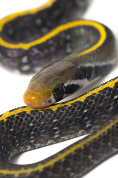 Coelognathus Flavolineatus Die Schwarze Kupferrattennatter Oder Gelb Gestreifte Schlange Ist — Stockfoto