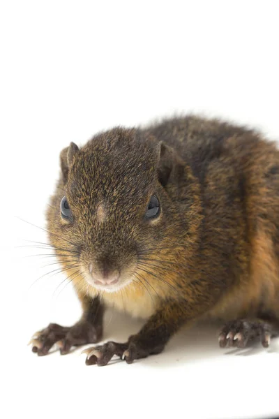 Lariscus Insignis Una Especie Roedor Familia Sciuridae Encuentra Indonesia Malasia —  Fotos de Stock