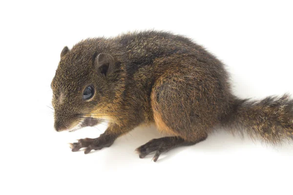 Lariscus Insignis Uma Espécie Roedor Família Sciuridae Pode Ser Encontrada — Fotografia de Stock